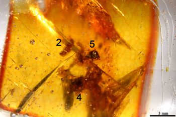 Media type: image;   Entomology PALE-26868